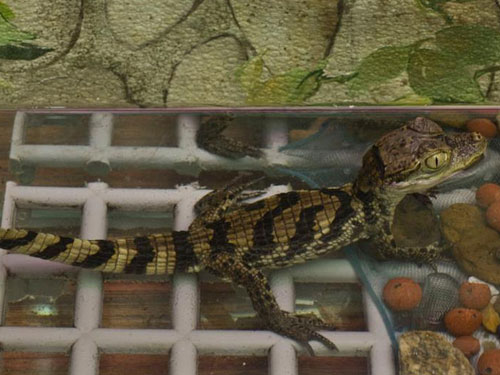 caiman emm